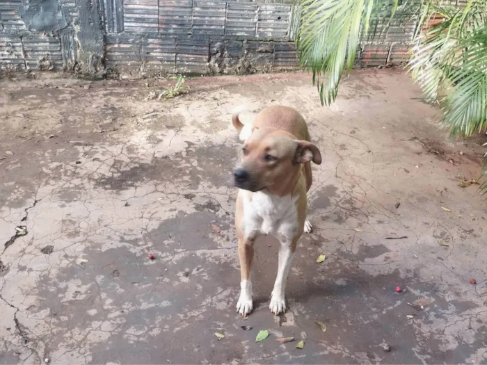 Cachorro raça SRD-ViraLata idade 2 anos nome Pandora 
