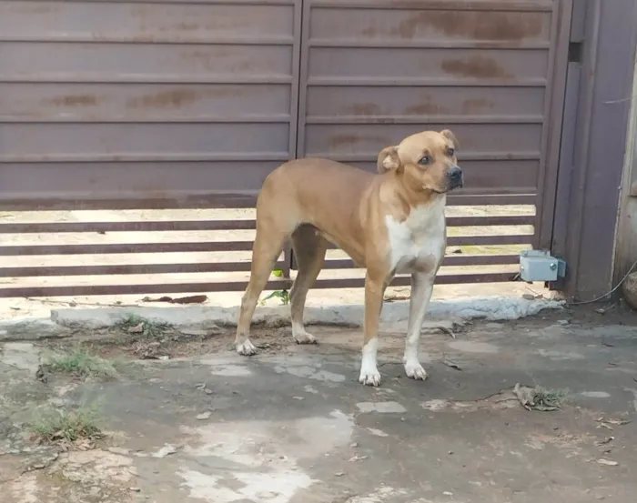 Cachorro raça SRD-ViraLata idade 2 anos nome Pandora 