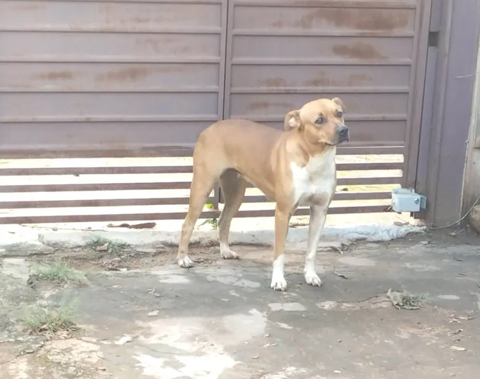 Cachorro raça SRD-ViraLata idade 2 anos nome Pandora 