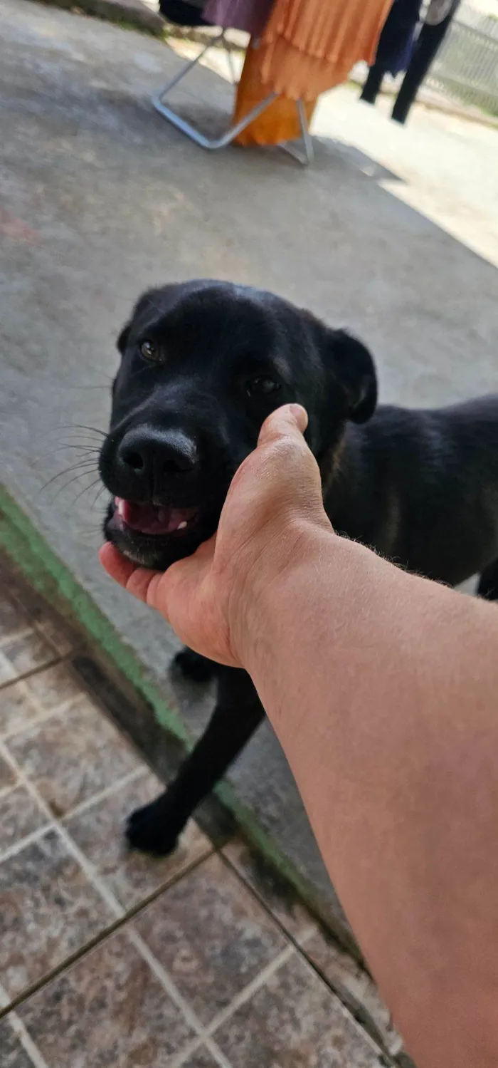 Cachorro raça SRD-ViraLata idade 2 a 6 meses nome Harriet