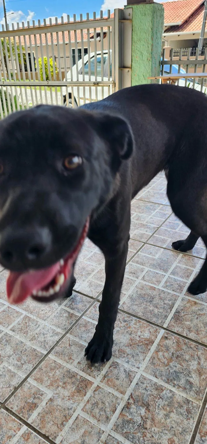 Cachorro raça SRD-ViraLata idade 2 a 6 meses nome Harriet
