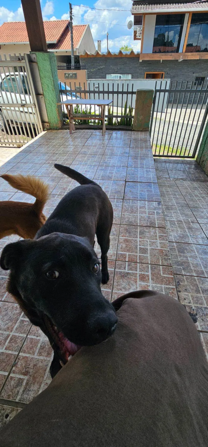 Cachorro raça SRD-ViraLata idade 2 a 6 meses nome Harriet