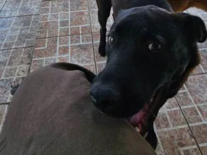 Cachorro raça SRD-ViraLata idade 2 a 6 meses nome Harriet