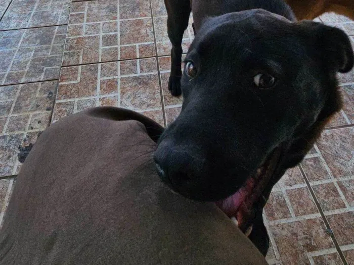 Cachorro raça SRD-ViraLata idade 2 a 6 meses nome Harriet