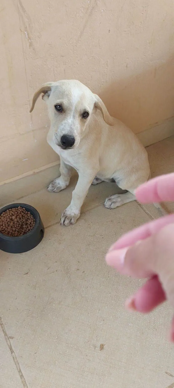 Cachorro raça SRD-ViraLata idade 2 a 6 meses nome Belinha 