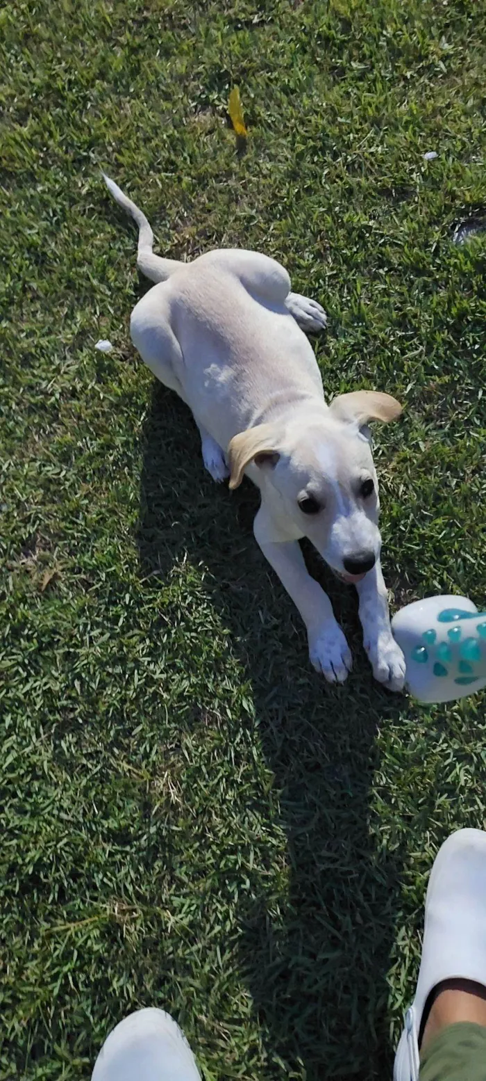 Cachorro raça SRD-ViraLata idade 2 a 6 meses nome Belinha 