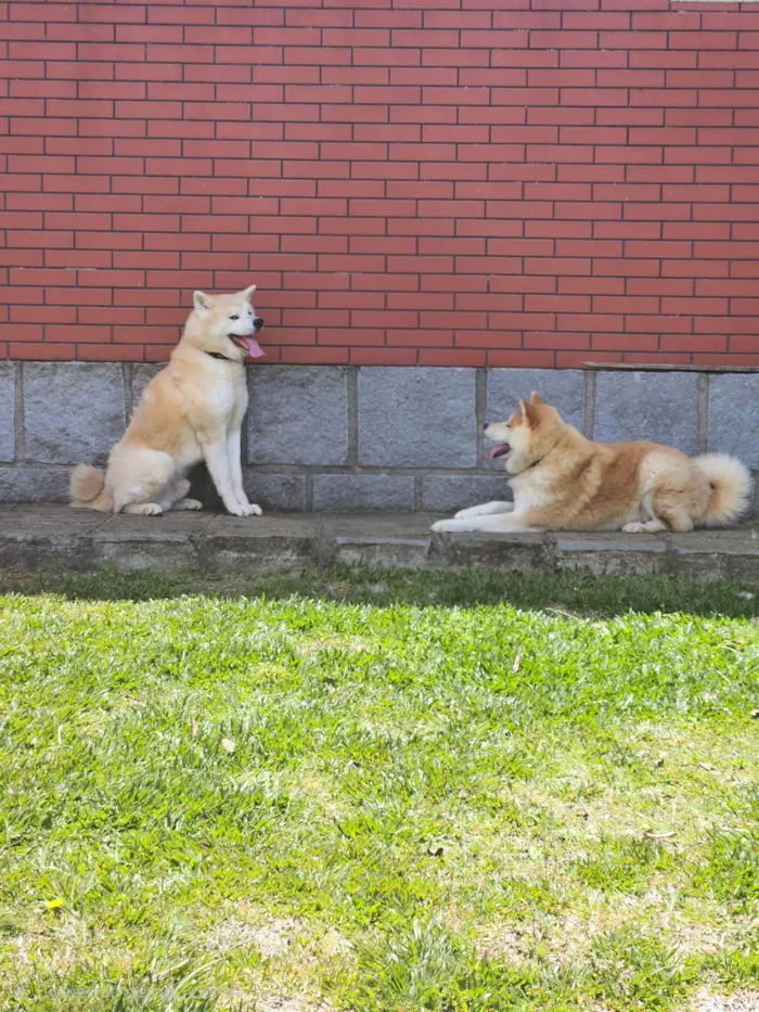 Cachorro raça Labrador idade 5 anos nome Nori 