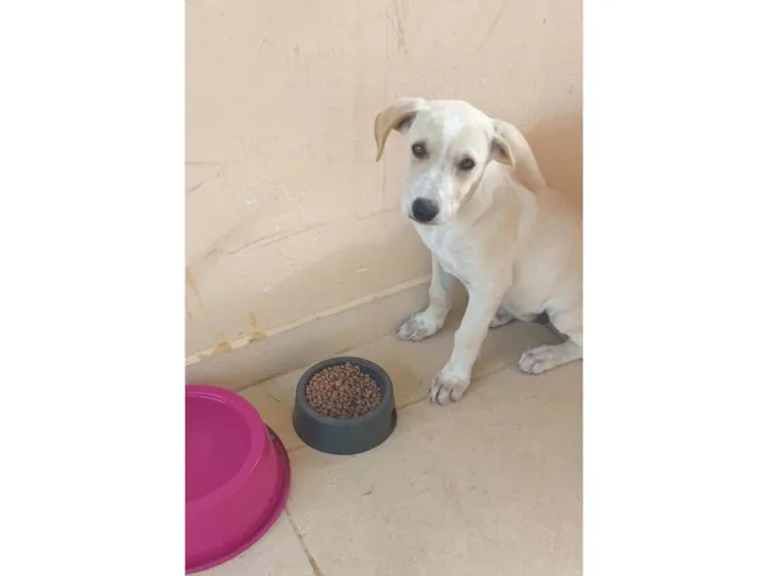 Cachorro raça SRD-ViraLata idade 2 a 6 meses nome Belinha 