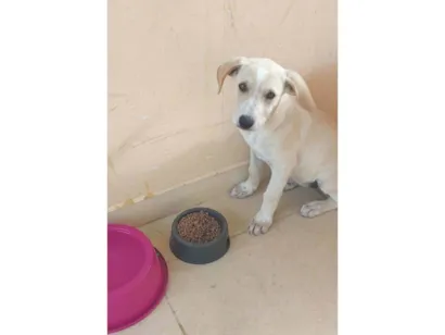 Cachorro raça SRD-ViraLata idade 2 a 6 meses nome Belinha 