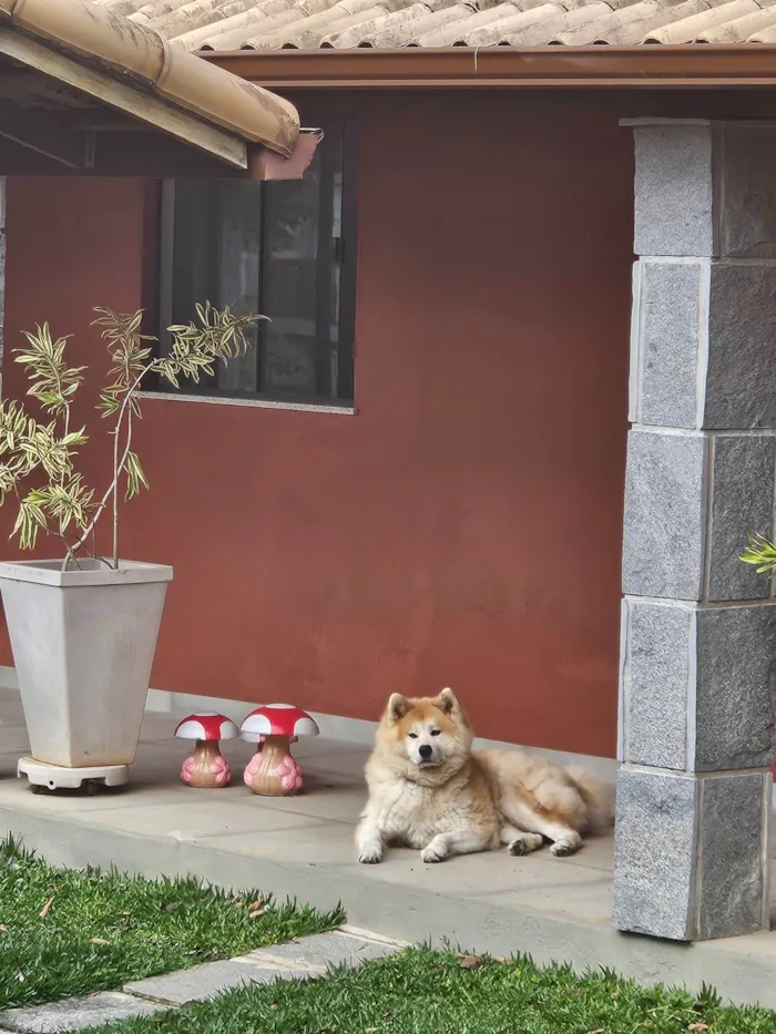 Cachorro raça Labrador idade 4 anos nome Kira