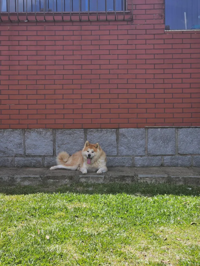 Cachorro raça Labrador idade 4 anos nome Kira