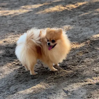 Cachorro raça Shitzu idade 2 anos nome Lumy 