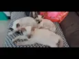 Gato raça Siamês idade 7 a 11 meses nome Finho e Inho 