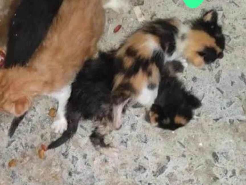 Gato raça Siamês idade 2 anos nome Sissi