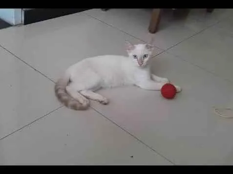 Gato raça Persa idade 7 a 11 meses nome Jijico