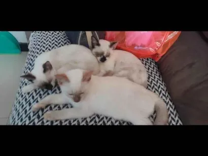 Gato raça Siamês idade 7 a 11 meses nome Quente - Meus filhos deram esse nome