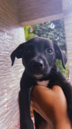 Cachorro raça SRD-ViraLata idade 2 a 6 meses nome Não tem ainda por que é filhote