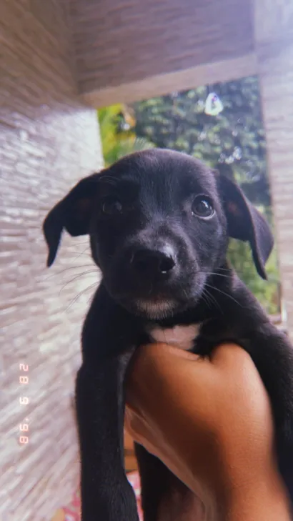 Cachorro raça SRD-ViraLata idade 2 a 6 meses nome Não tem ainda por que é filhote