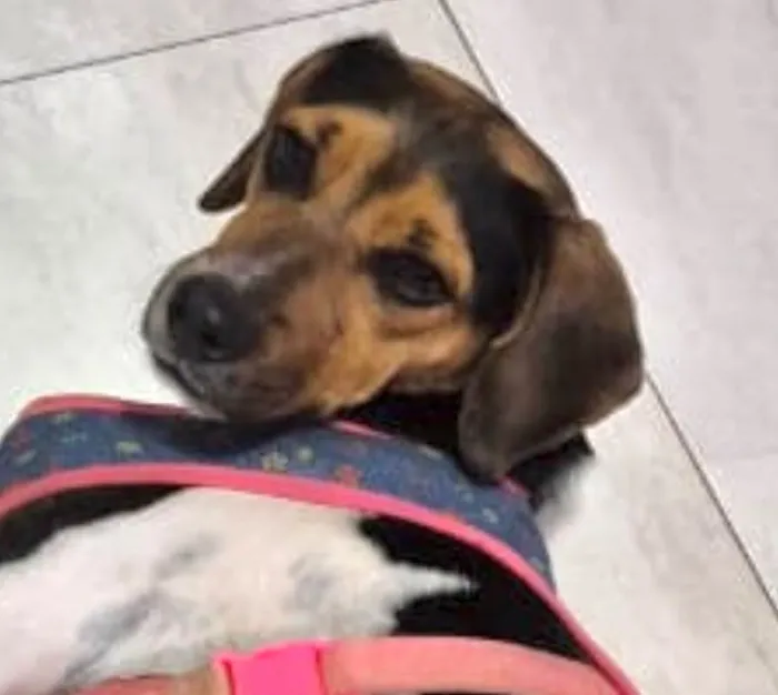 Cachorro raça SRD-ViraLata idade 2 anos nome Nico 