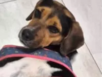 Cachorro raça SRD-ViraLata idade 2 anos nome Nico 