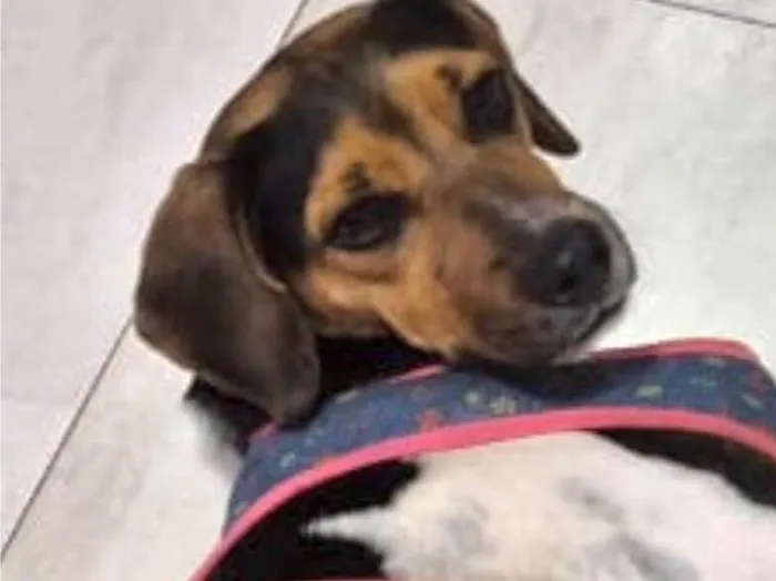 Cachorro raça SRD-ViraLata idade 2 anos nome Nico 
