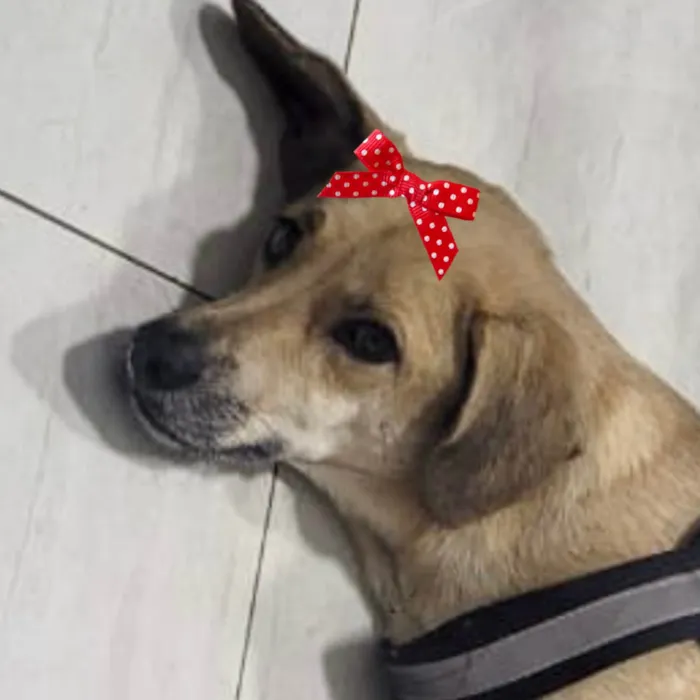 Cachorro raça SRD-ViraLata idade 3 anos nome Nina 