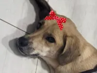 Cachorro raça SRD-ViraLata idade 3 anos nome Nina 