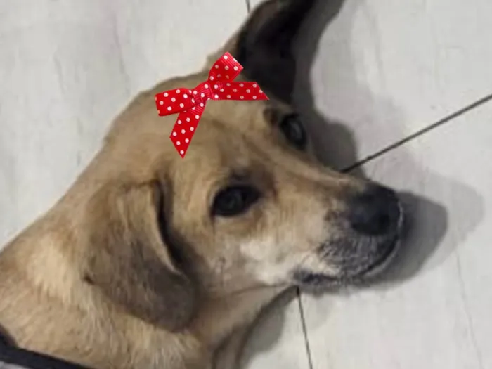 Cachorro raça SRD-ViraLata idade 3 anos nome Nina 