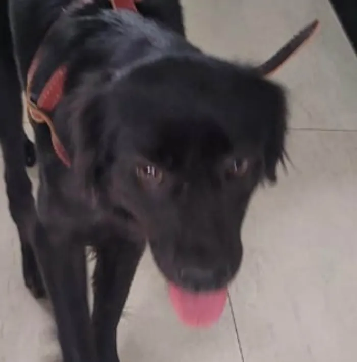 Cachorro raça SRD-ViraLata idade 5 anos nome Pietro 