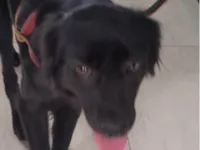 Cachorro raça SRD-ViraLata idade 5 anos nome Pietro 