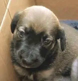 Cachorro raça SRD-ViraLata idade 2 a 6 meses nome Ted 