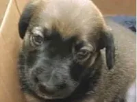 Cachorro raça SRD-ViraLata idade 2 a 6 meses nome Ted 