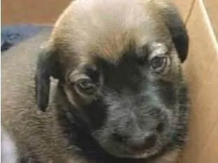 Cachorro raça SRD-ViraLata idade 2 a 6 meses nome Ted 