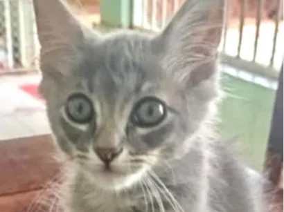 Gato raça SRD-ViraLata idade 2 a 6 meses nome Chico 