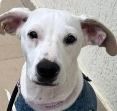 Cachorro raça SRD-ViraLata idade 7 a 11 meses nome Duke 