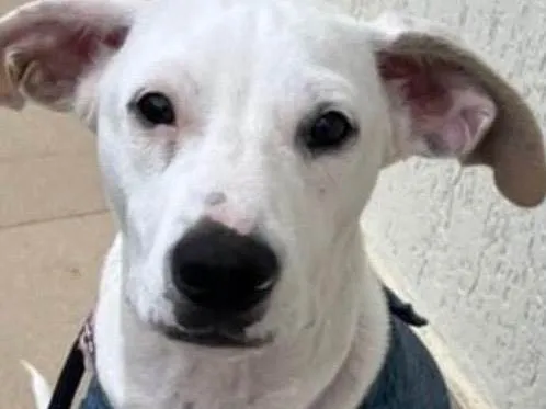 Cachorro raça SRD-ViraLata idade 7 a 11 meses nome Duke 