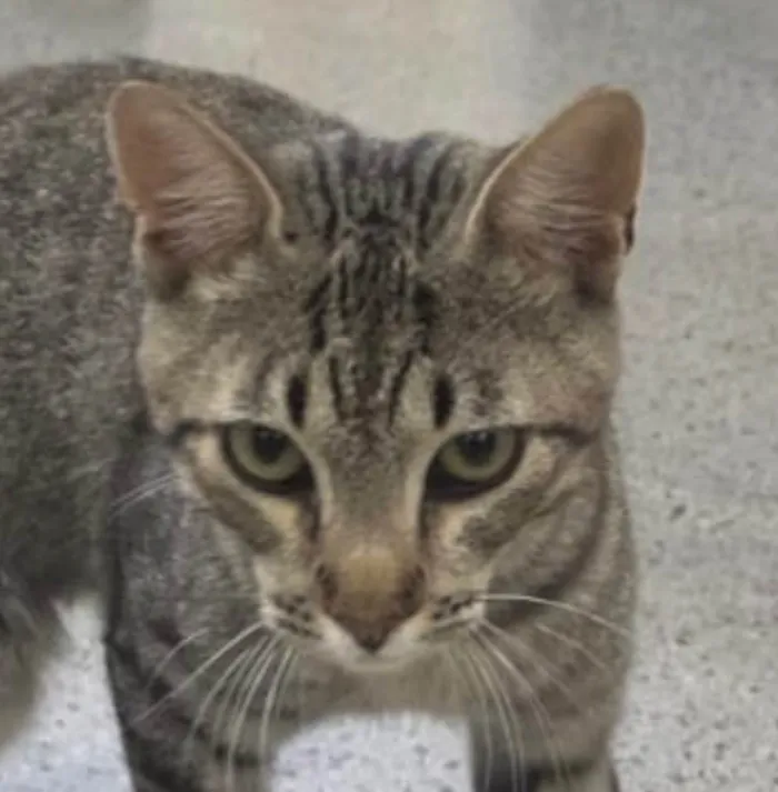 Gato raça SRD-ViraLata idade 2 a 6 meses nome Paçoca 