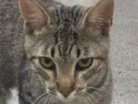 Gato raça SRD-ViraLata idade 2 a 6 meses nome Paçoca 