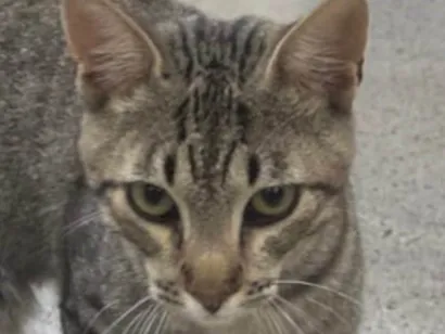 Gato raça SRD-ViraLata idade 2 a 6 meses nome Paçoca 