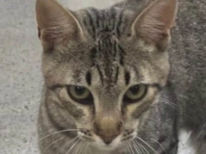 Gato raça SRD-ViraLata idade 2 a 6 meses nome Paçoca 