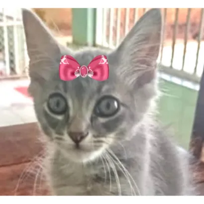 Gato raça SRD-ViraLata idade 2 a 6 meses nome Mina 