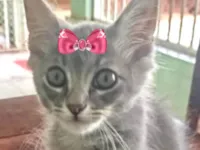 Gato raça SRD-ViraLata idade 2 a 6 meses nome Mina 