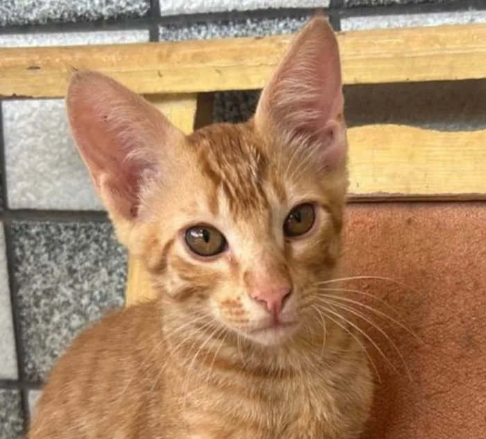 Gato raça SRD-ViraLata idade 2 a 6 meses nome Nino 