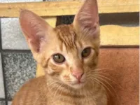 Gato raça SRD-ViraLata idade 2 a 6 meses nome Nino 