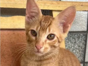 Gato raça SRD-ViraLata idade 2 a 6 meses nome Nino 