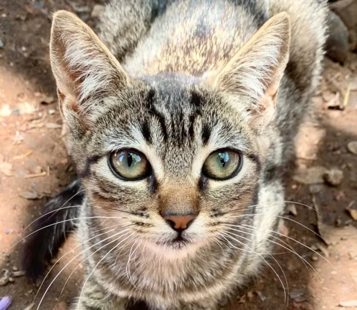 Gato raça SRD-ViraLata idade 2 a 6 meses nome Chico 
