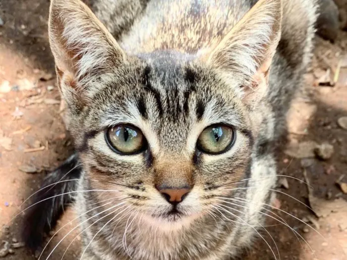 Gato raça SRD-ViraLata idade 2 a 6 meses nome Chico 