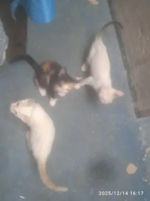 Gato raça Exótico idade Abaixo de 2 meses nome Alice 