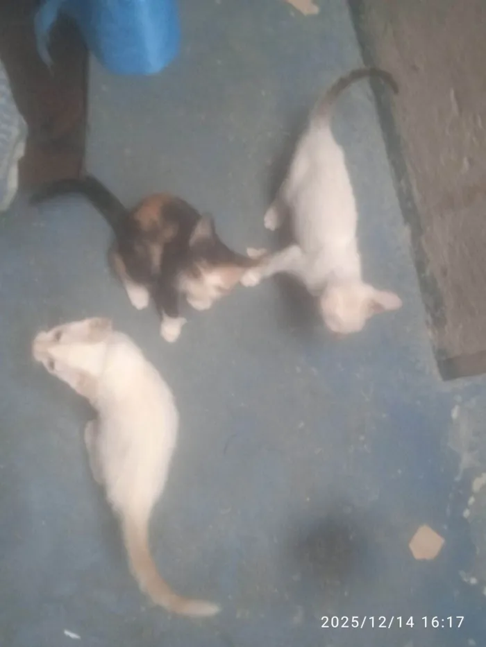 Gato raça Exótico idade Abaixo de 2 meses nome Alice 