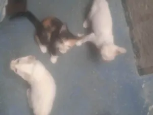 Gato raça Exótico idade Abaixo de 2 meses nome Alice 